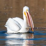 PelicanCatch-453.jpg