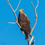 EaglePerched-451.jpg