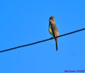 DSC_1430 copy_001.JPG