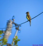 DSC_1418 copy_001.JPG