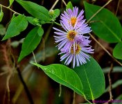 DSC_1465 copy_001.JPG