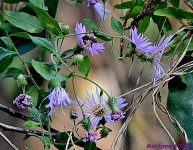 DSC_1467 copy_001.JPG