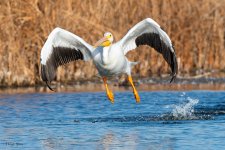 PelicanTakeoff-453.jpg
