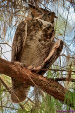 DSC_1484 copy_001.JPG