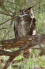 DSC_1495 copy_001.JPG