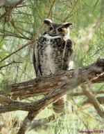 DSC_1499 copy_001.JPG