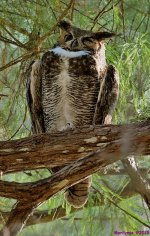 DSC_1520 copy_001.JPG