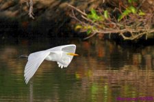 DSC_1667 copy2_001.JPG