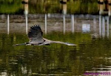 DSC_1581 copy2_001.JPG