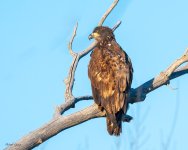 EaglePerched-465.jpg