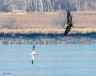 EagleChasingGull-461.jpg