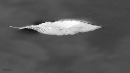 Leaf-462.jpg
