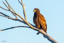 EaglePerched-461.jpg