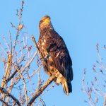 EaglePerched-463.jpg