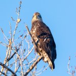 EaglePerched-464.jpg