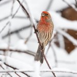 SnowDayBirds-466.jpg