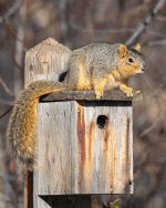 SquirrelBirdHouse-464.jpg