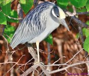 DSC_2103 copy_001.JPG