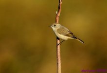 DSC_2122 copy_001.JPG