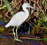 DSC_2125 copy_001.JPG