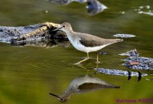 DSC_2145 copy_001.JPG