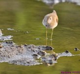 DSC_2156 copy_001.JPG