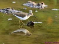 DSC_2164 copy_001.JPG