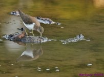 DSC_2180 copy_001.JPG