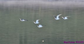 DSC_2261 copy_001.JPG