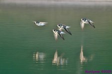 DSC_2262 copy_001.JPG