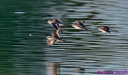 DSC_2286 copy_001.JPG