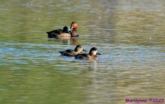 DSC_2387 copy_001.JPG