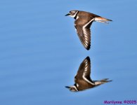 DSC_2468 copy_001.JPG