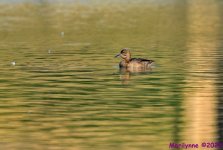 DSC_2457 copy_001.JPG