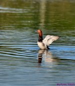 DSC_2567 copy_001.JPG