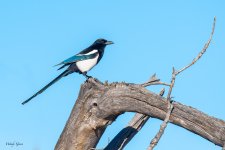 Magpie-466.jpg