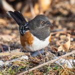 SpottedTowhee-467.jpg