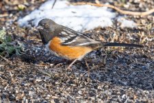 SpottedTowhee-468.jpg