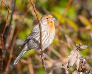 HouseFinch-466.jpg
