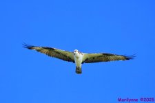 DSC_2663 copy_001.JPG