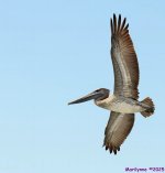 DSC_3003 copy_001.JPG