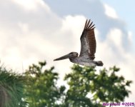 DSC_2967 copy1_001.JPG