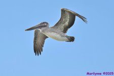 DSC_2986 copy_001.JPG