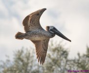 DSC_3002 copy_001.JPG