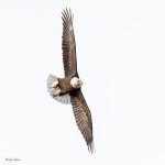 EagleFlight-470.jpg
