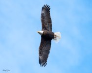 EagleFlight-471.jpg