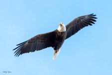 EagleFlight-472.jpg
