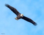 EagleFlight-473.jpg