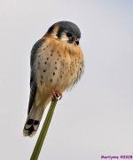 DSC_3189 copy_001.JPG