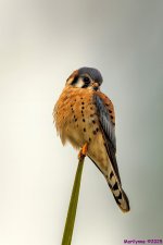 DSC_3198 copy_001.JPG